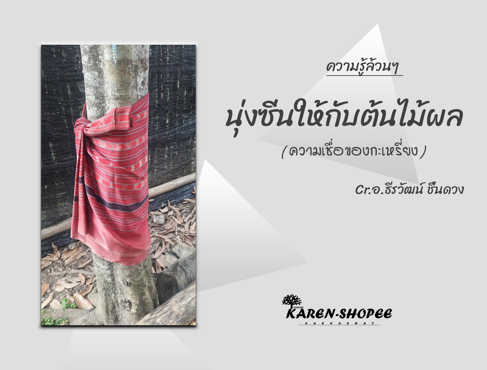 นุ่งซิ่นให้กับต้นไม้ผล
